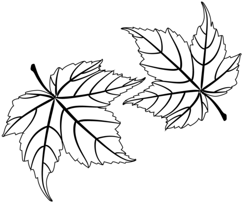 Maple Leaves Coloring Page